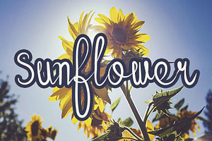 Sunflower