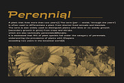 Moltern Blanc - Vintage Display Fon, a Sans Serif Font by Letterhend Studio (Thumbnail 9 of 9)