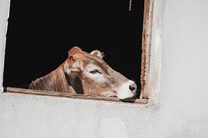 Cow resting in barn window, an Animal Photo by SkyNext