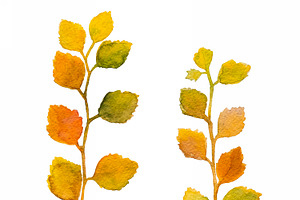 Autumn colorful watercolor leaves