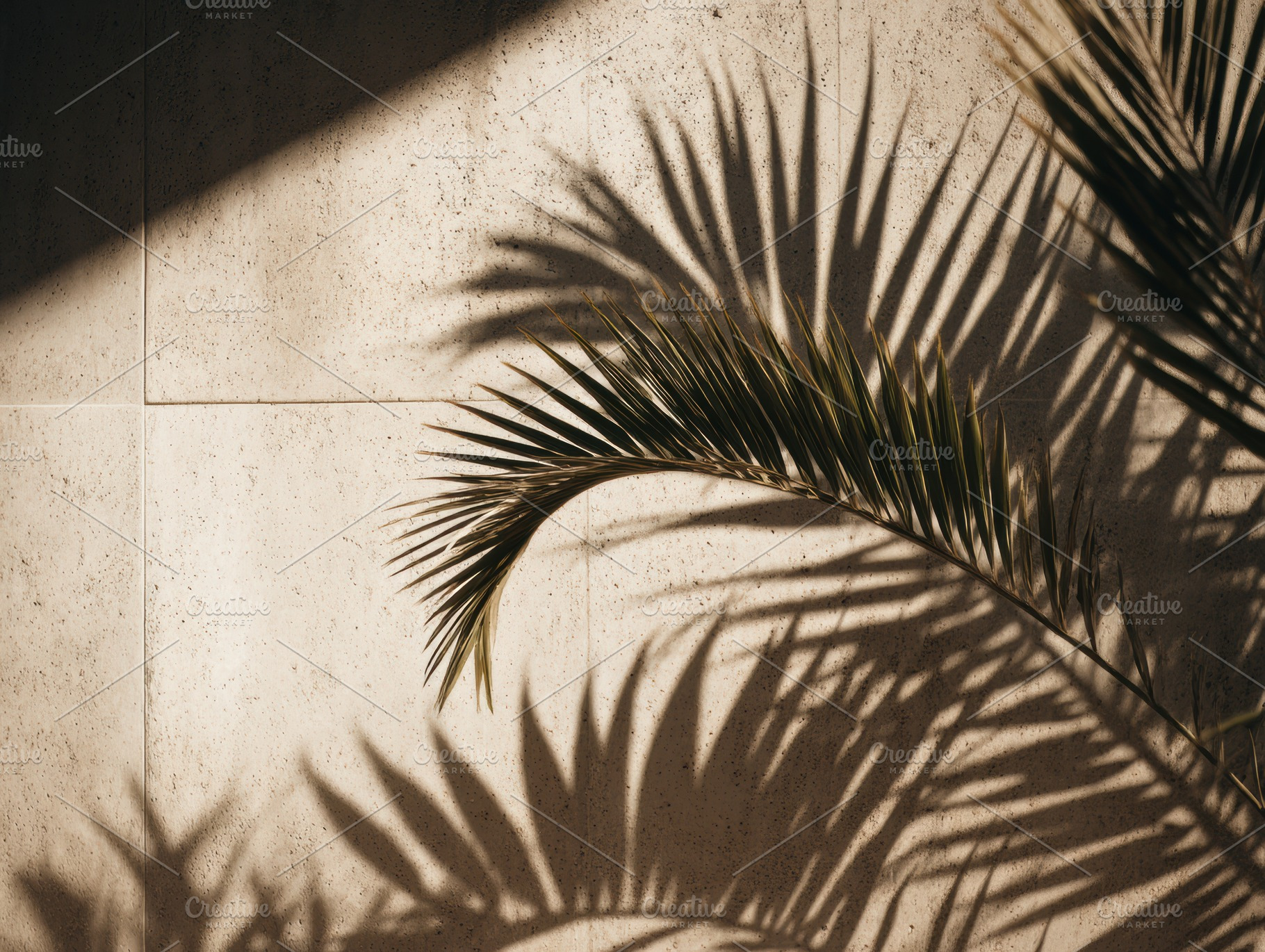 Palm Fronds Casting Shadows on Wall, a Nature Photo by Virgo Studio