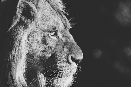 Lion collection featuring lion portrait, black and white photography, and