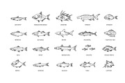 Types Marine, Ocean fish. Vector, an Animal Illustration by Tettygreen (Thumbnail 4 of 4)