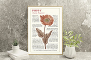 Seamless Set Flowers Poppy Poppies, a Pattern Graphic by Vintage (Thumbnail 5 of 11)