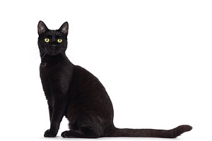 Black cat on white background