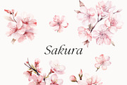 Watercolor Floral Bundle (45 in 1), a Decorative Illustration by Lana Elanor (Thumbnail 10 of 180)