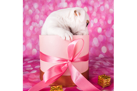 Cute jack russel terrier puppy in a, an Animal Photo by COLORFUL