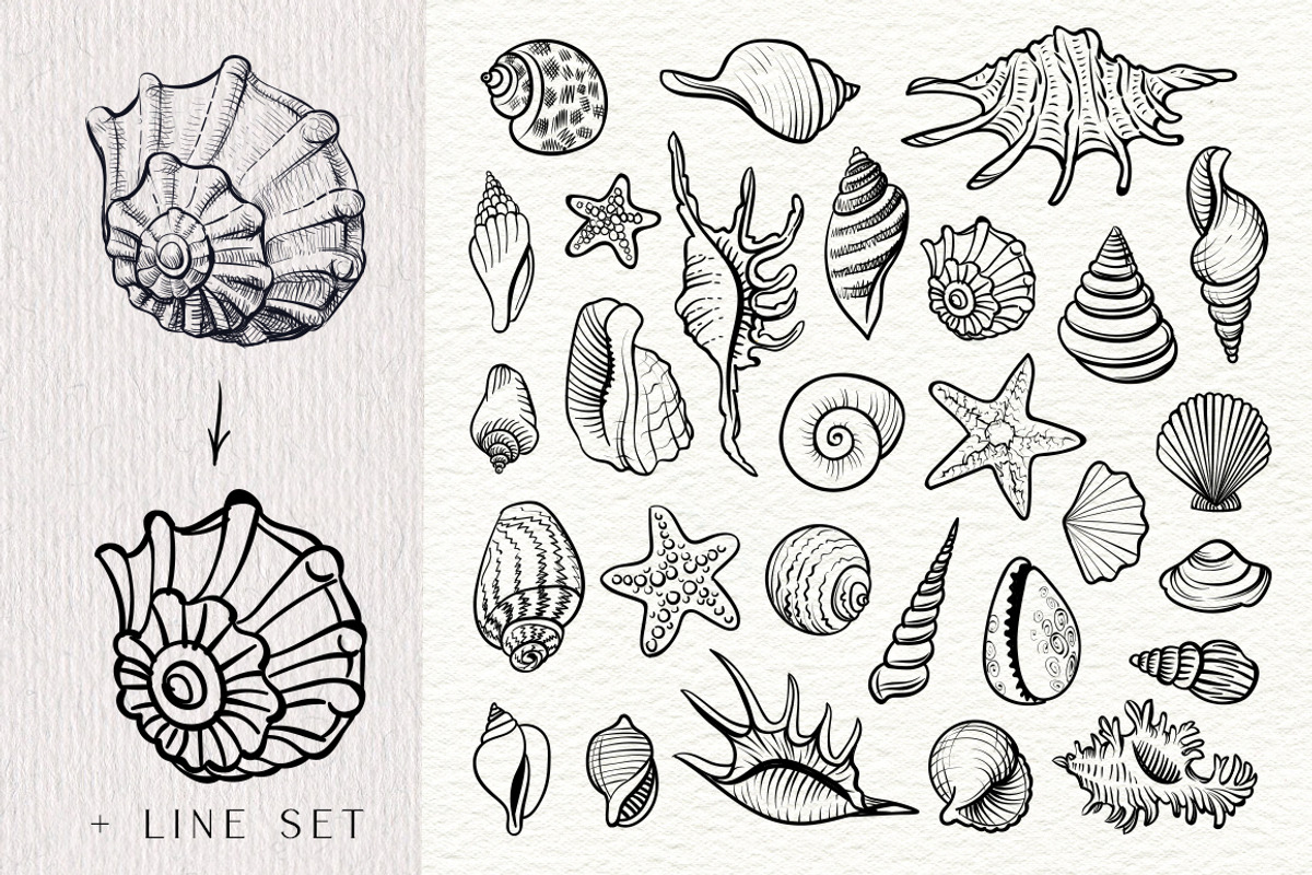 Sea Shells Collection, a Food Illustration by Aquatinta (Photo 7 of 9)