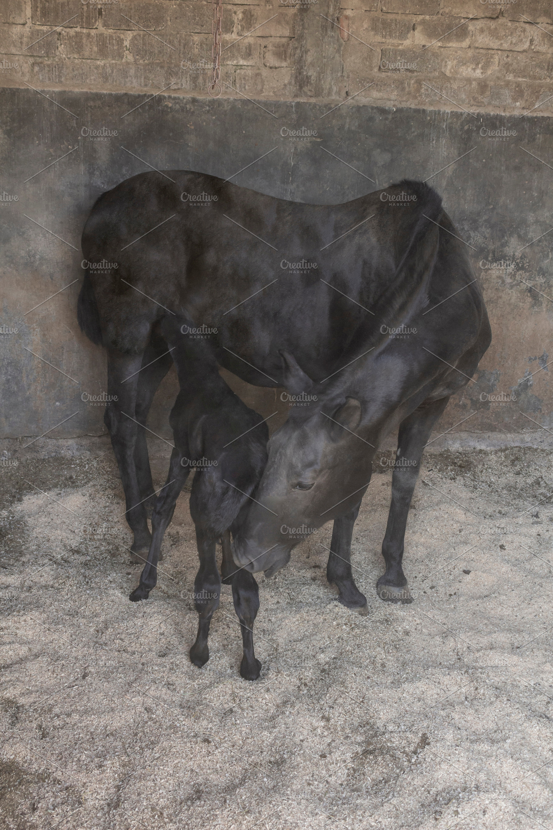 beautiful horse in the stable., an Animal Photo by Mexico stock images