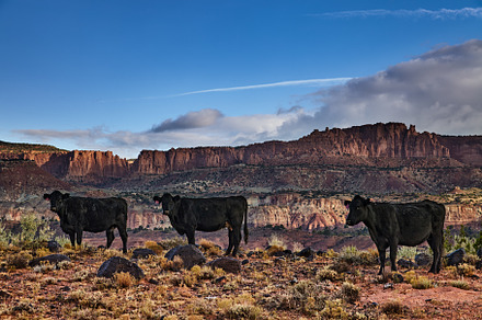 Grazing cows in the Utah desert, USA