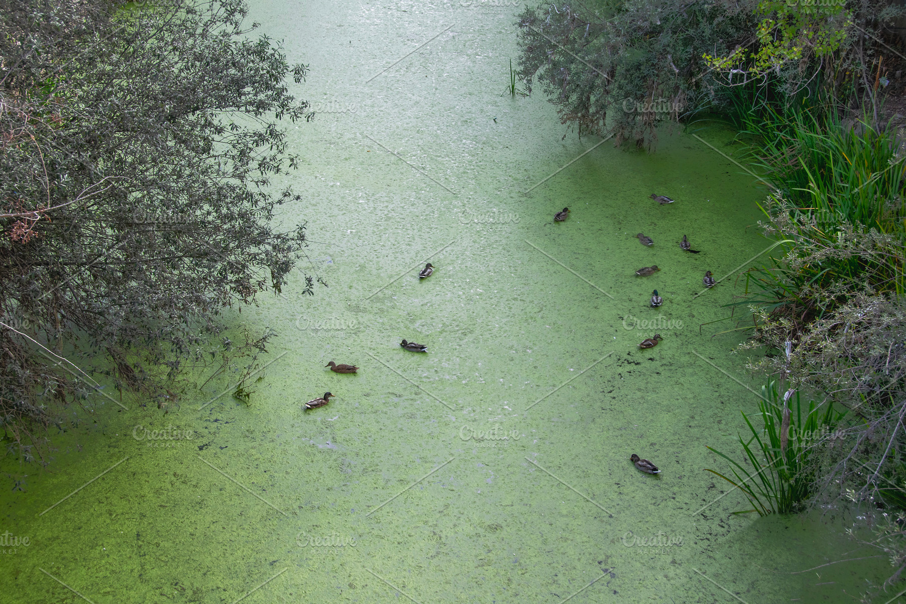 Ducks swimming in green algae pond surrounded by nature, an Animal Photo by DanFLCreativo