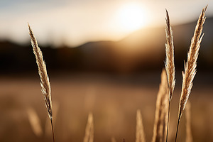 Golden grass swaying in the breeze, a Nature Photo by MistyDay