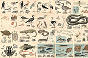 Dybdahl's Zoological Charts, an Animal Illustration by Digital Museum (Thumbnail 8 of 9)