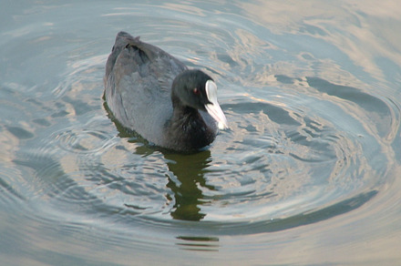 Dead Fish Stock Photo Containing Dead And Fish preview 5