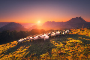 Flock of Sheep in Saibi
