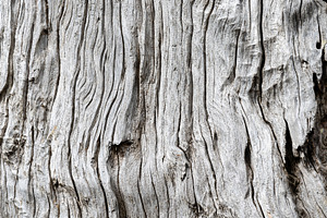 Vertical image weathered driftwood