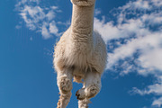 116 Flying animals, an Animal Photo by Handmadefont (Thumbnail 5 of 119)