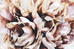 Floral Bloom Styled Stock
