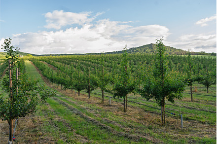 Rows of fruit trees growing in well, a Nature Photo by HalfPoint