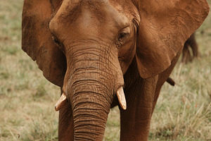 African Elephant, Front View, Trunk, an Animal Photo by Perpis