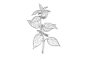 Stinging Nettle Wild Plant Drawing
