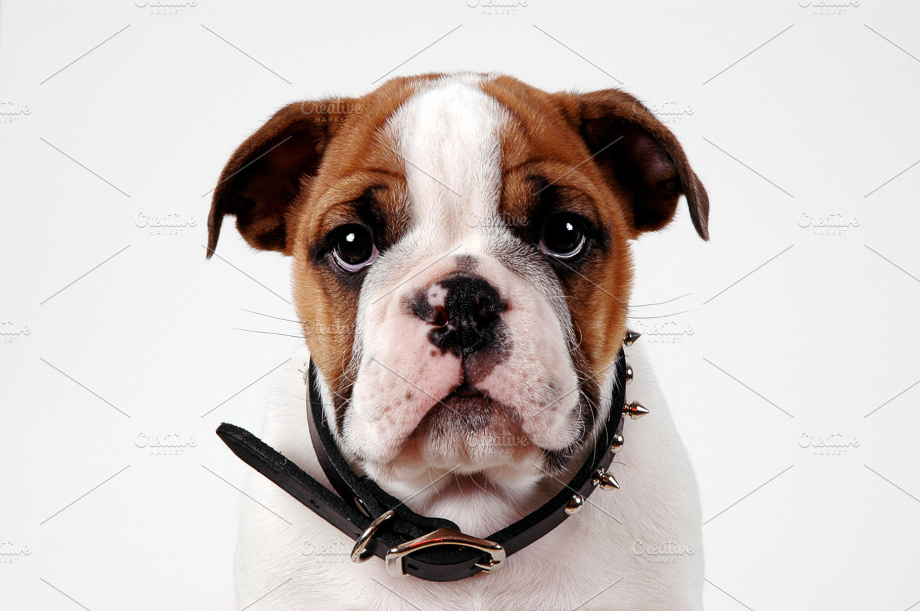 English Bulldog Puppy