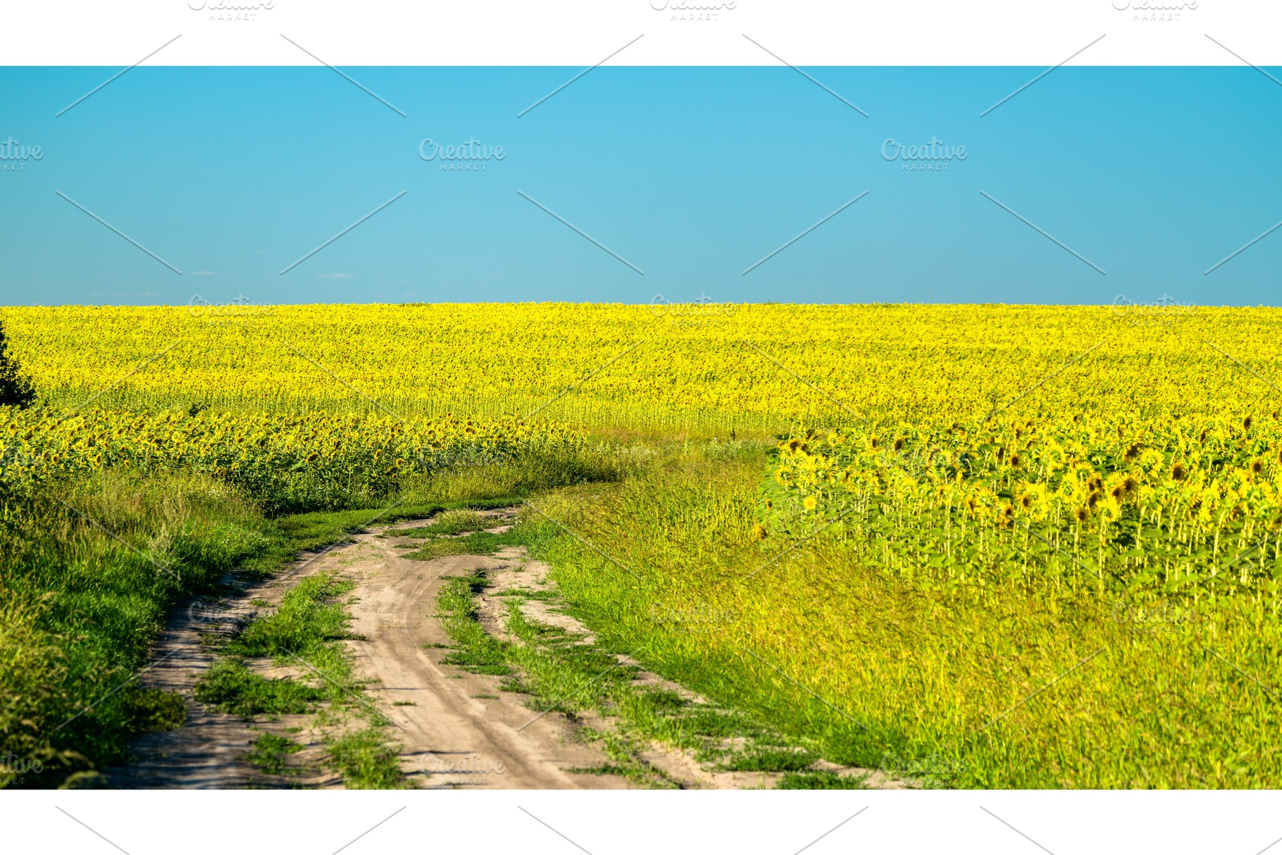 Dirt road in a sunflower field in containing sunflower, chernozem, and road, a Nature Photo by Leonid Andronov