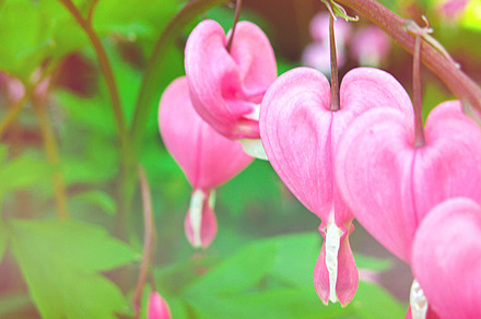 Bleeding hearts stock picture