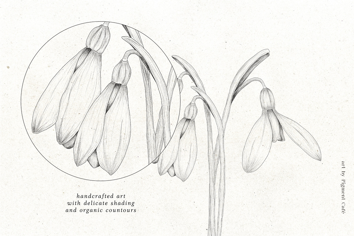 Snowdrop Flowers & Card Templates, an Illustration by Pigment Café (Photo 3 of 8)