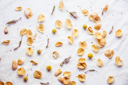 Flower petals stock photo containing flower petals and yellow, a Nature Photo by Justyna Ka