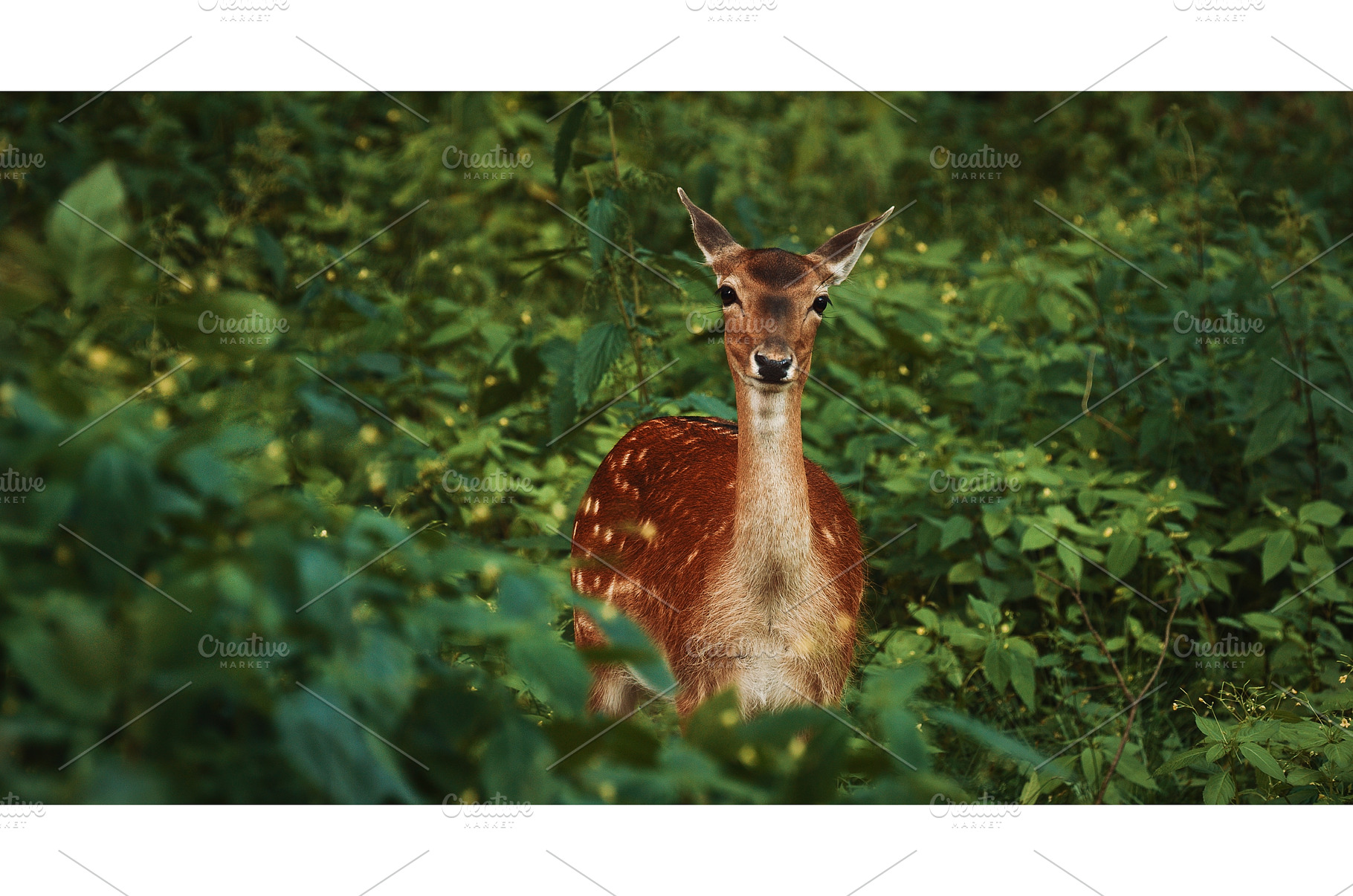Alert Deer Gazing Intently Through, an Animal Photo by Our Amazing World