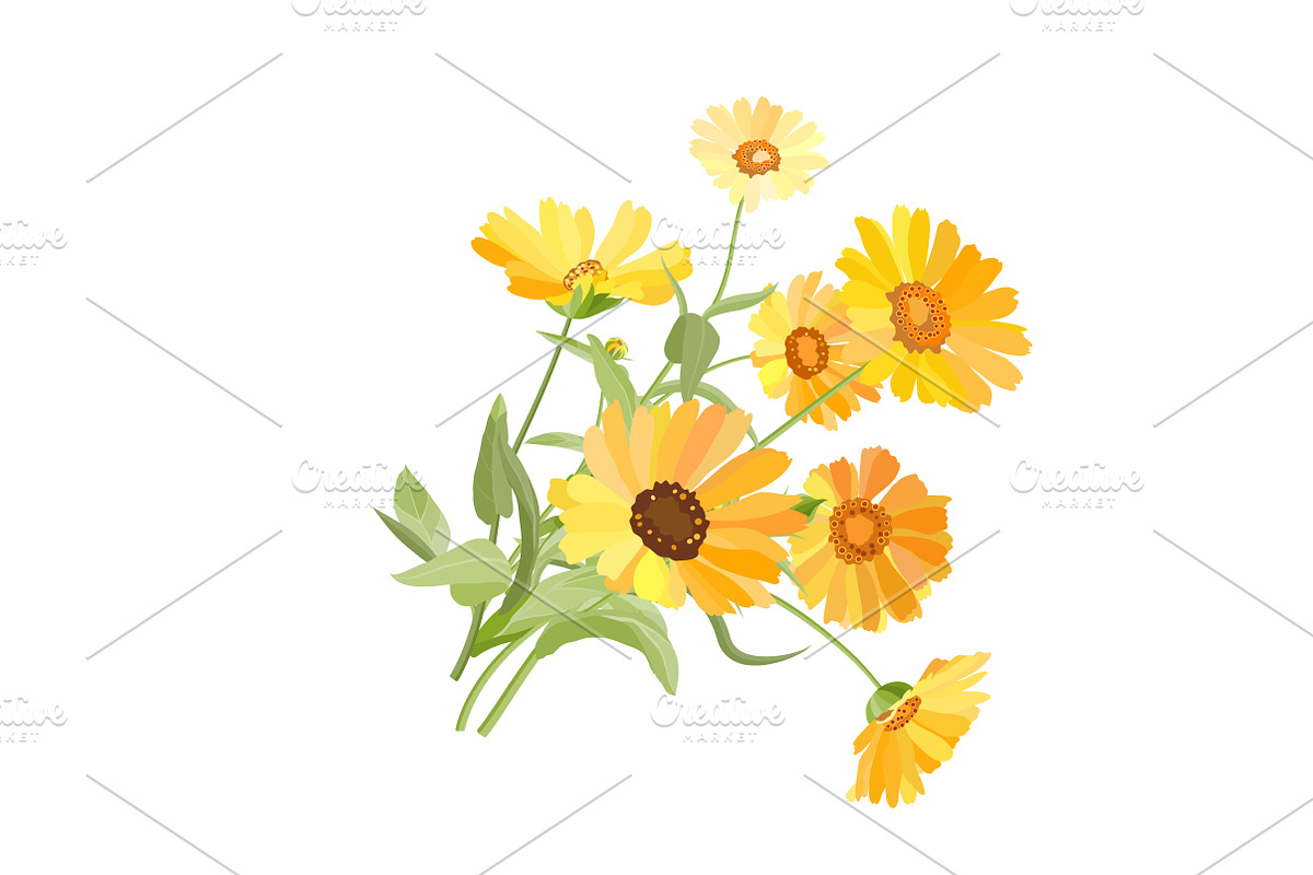 Vector object brushes. Calendula, a Brush Add-On by Peolla (Photo 12 of 16)