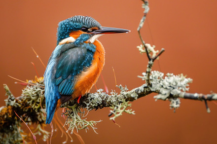 Elegant Kingfisher Resting on Mossy Branch - Essence of Wild Bea, an Animal Photo by José Manuel Gelpi