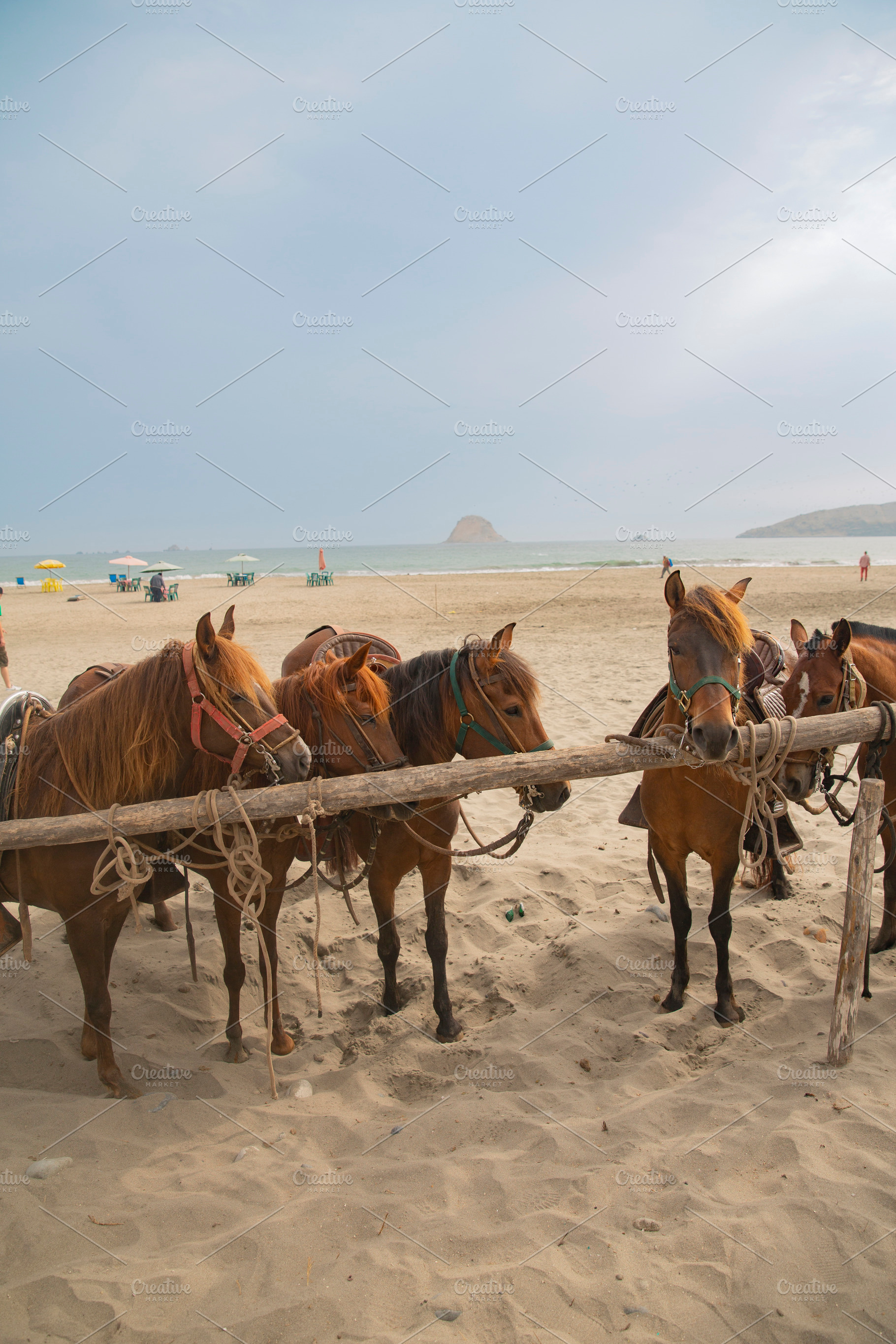 Peruvian horses on the ocean beach., a Photo by Pictures for you!!!!!!!!!