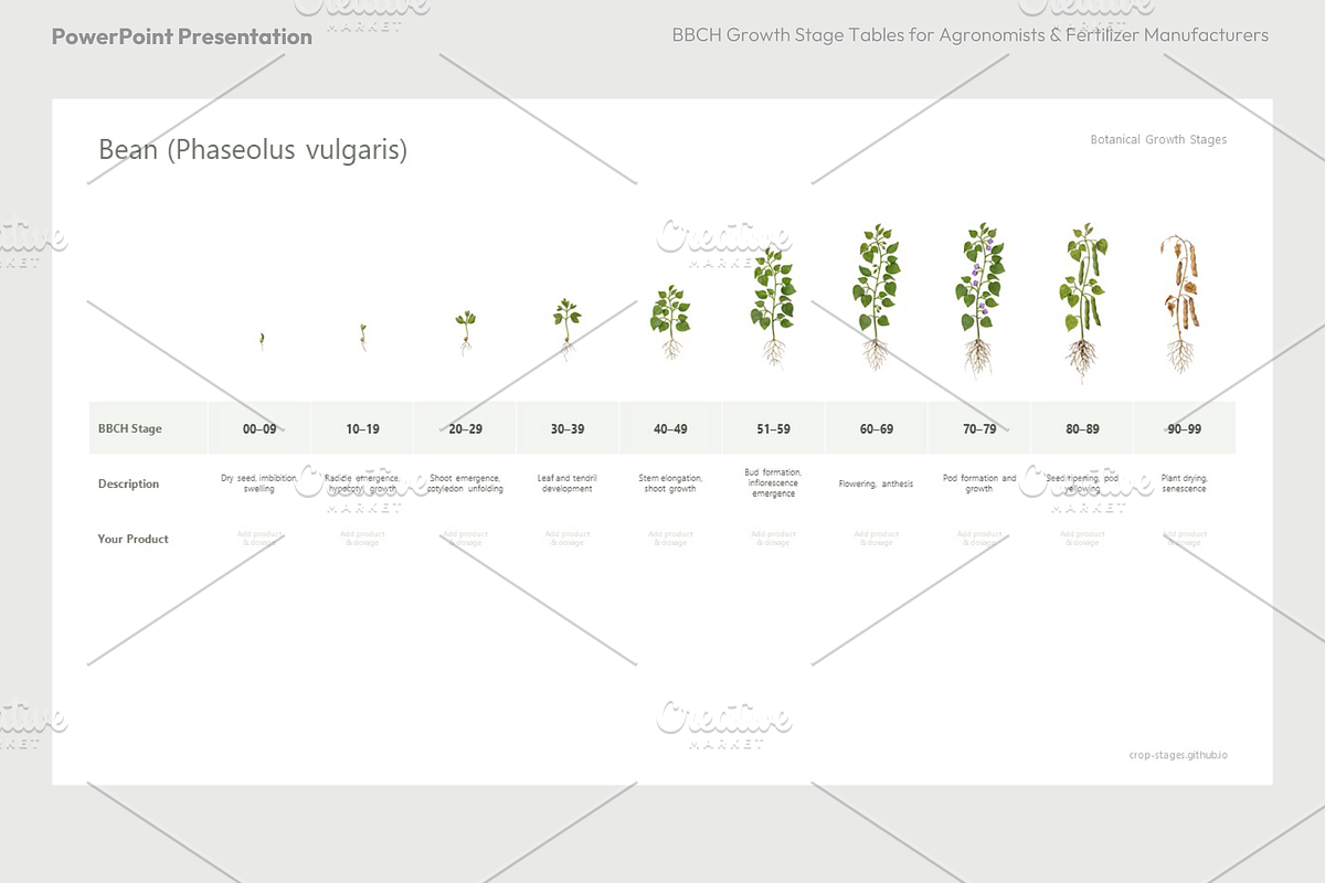 BBCH Growth Stages, Legume Crops, a Presentation Template by Ilia Design (Photo 3 of 9)