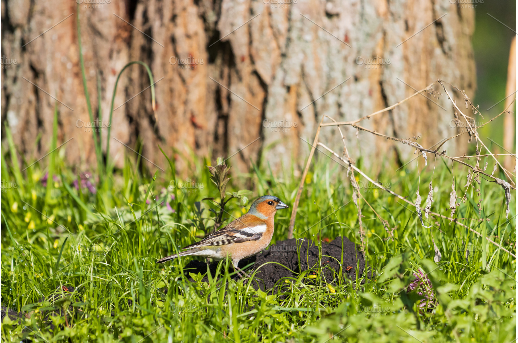 finch among green grass and flowers, a Nature Photo by Pakosta