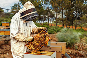 Beekeeper working on outdoor beehive, a Business Photo by Perpis