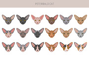 Peterbald cat, an Animal Illustration by pet design shop (Thumbnail 5 of 6)