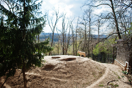 White wolf in hill at city zoo., an Animal Photo by AS photostudio