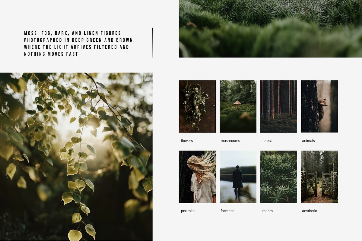 Forest Stock Photos | Moody Woodland, a Nature Photo by Tale.Haus (Photo 6 of 20)
