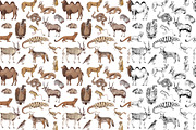 Desert animals collection, an Animal Illustration by handsketched (Thumbnail 7 of 9)