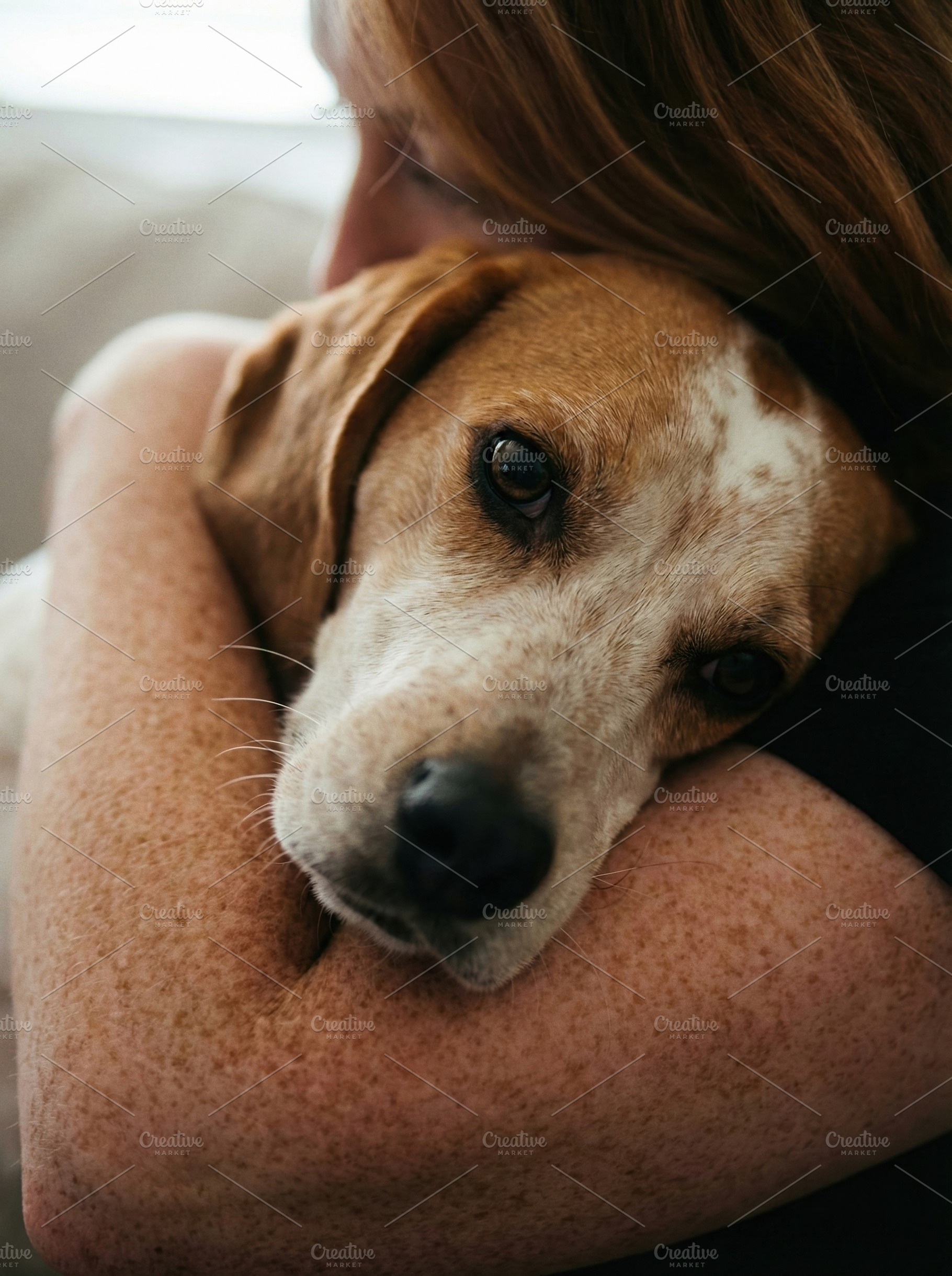 Woman Embracing Her Loyal Beagle Dog, an Animal Photo by Virgo Studio