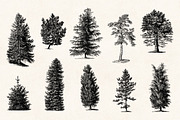 Trees - Vintage Illustrations Set, an Illustration by Graphic Goods (Thumbnail 7 of 10)