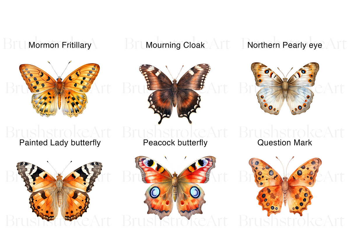 Watercolor Butterfly Species Clipart, an Animal Illustration by BrushstrokeArtGB (Photo 5 of 9)