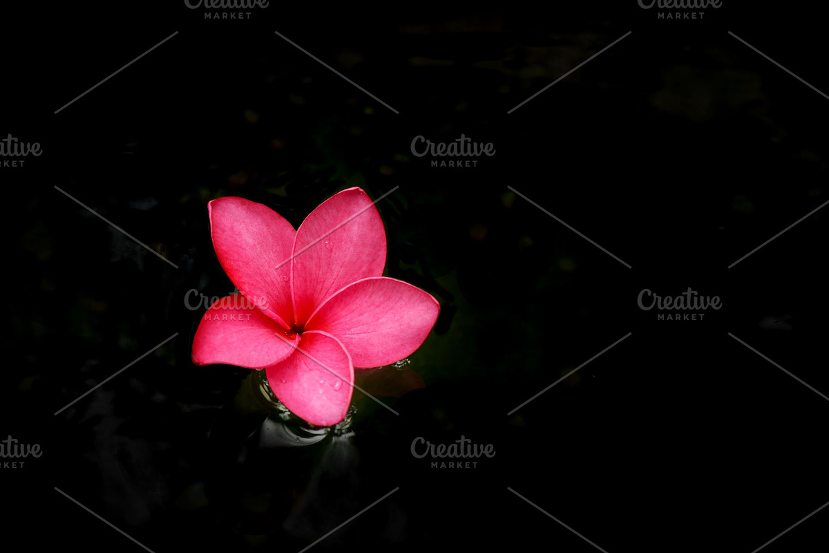 Pink Plumeria blossom, a Nature Photo by The Free Creatives (Photo 2 of 2)