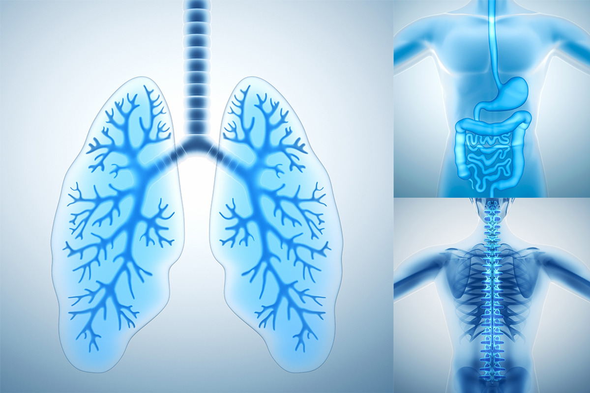 Human Lungs and Digestive System