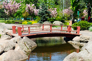 Small Red Wooden Bridge Over Pond in Japanese Garden, a Nature Photo by vimart