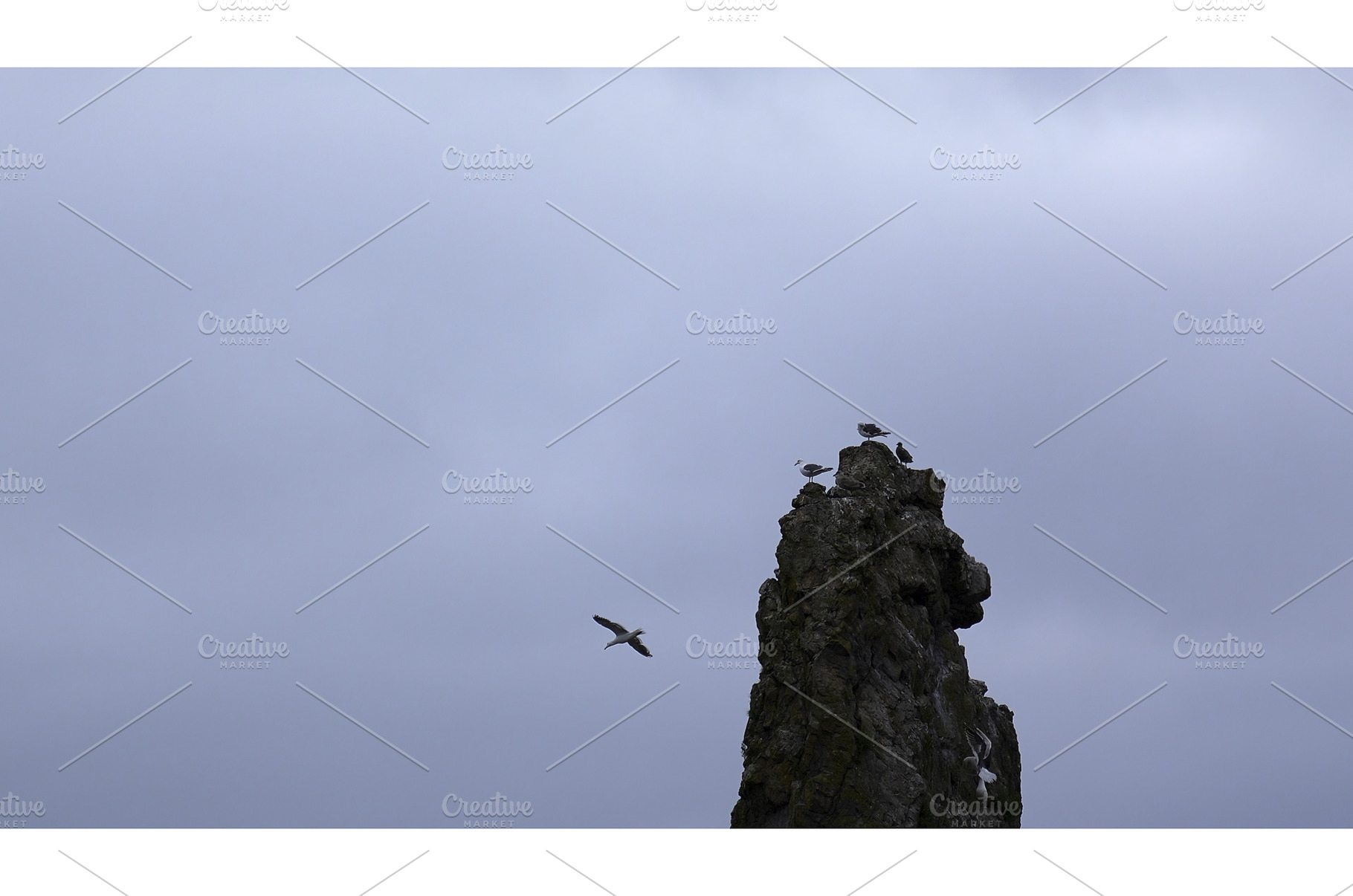 Top of long cliff with seagulls, a Nature Photo by Media Whale Stock