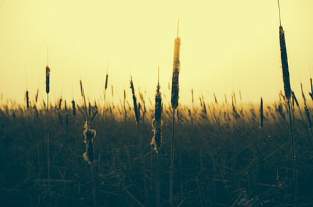 Foggy And Snowy Power Lines Stock Photo Containing Illinois And Field preview 6