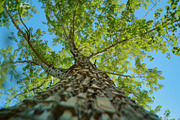 98 Trees view from below, a Nature Photo by Handmadefont (Thumbnail 82 of 98)